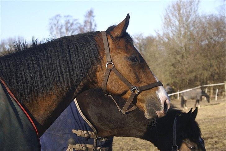 Dansk Varmblod Jako's Attaman billede 8