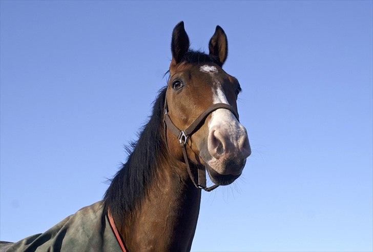 Dansk Varmblod Jako's Attaman billede 9