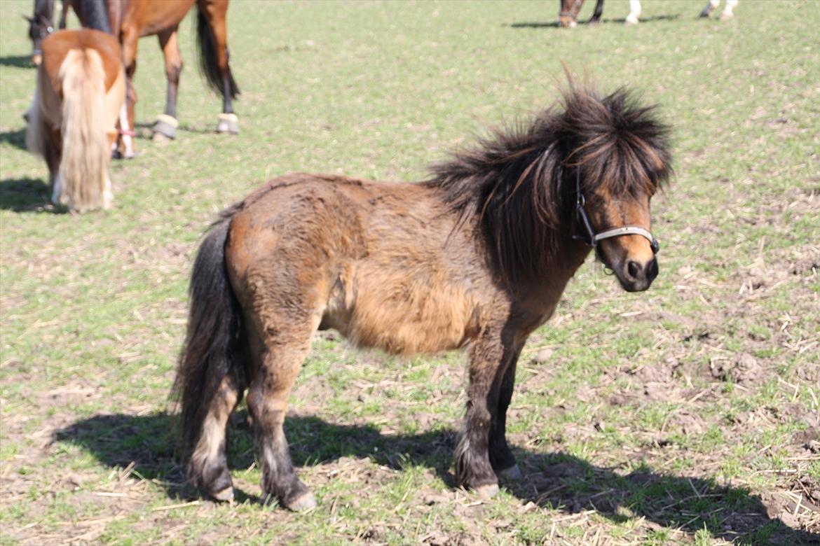 Shetlænder Bølle Bob billede 3