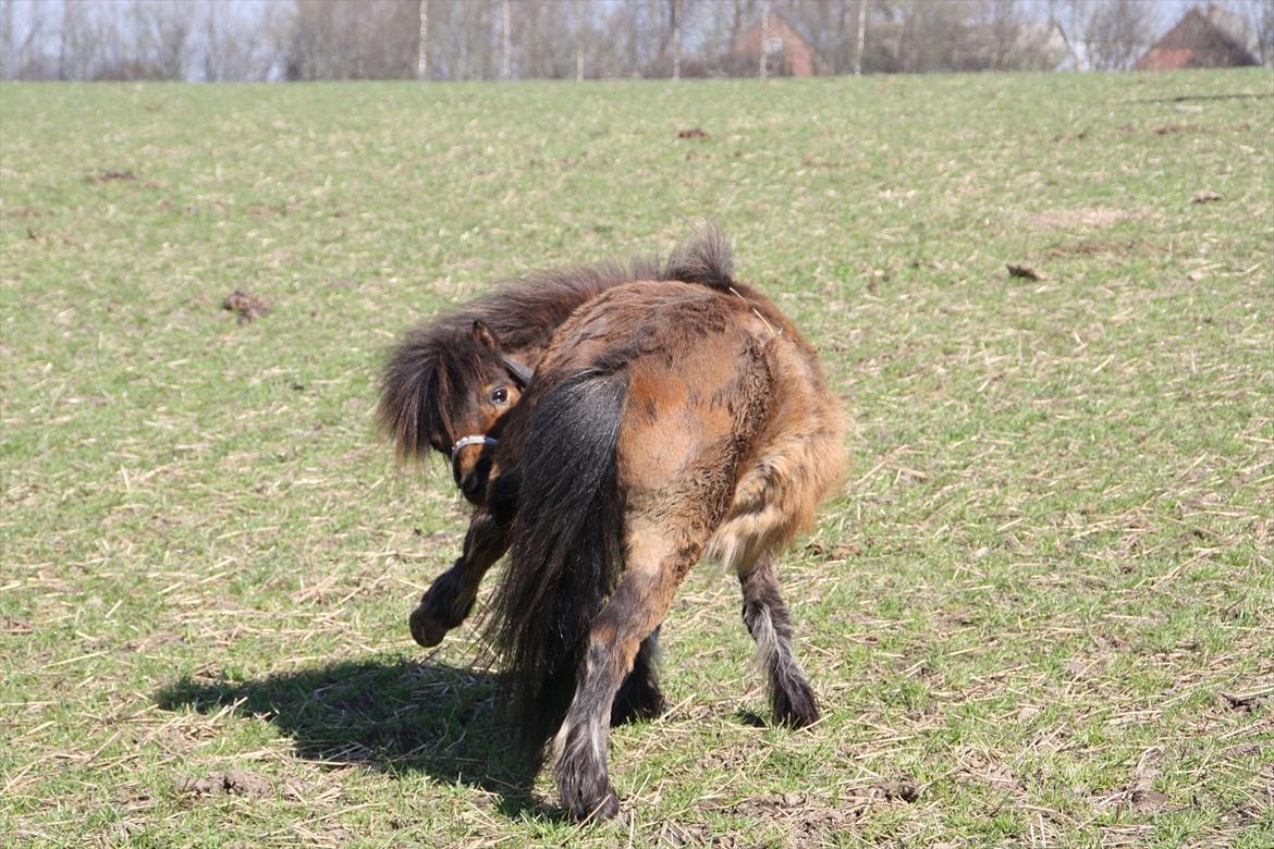 Shetlænder Bølle Bob - Elsker den lille smidige hest billede 2