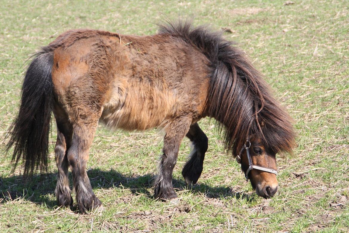 Shetlænder Bølle Bob - Bølle <3<3<3 billede 15