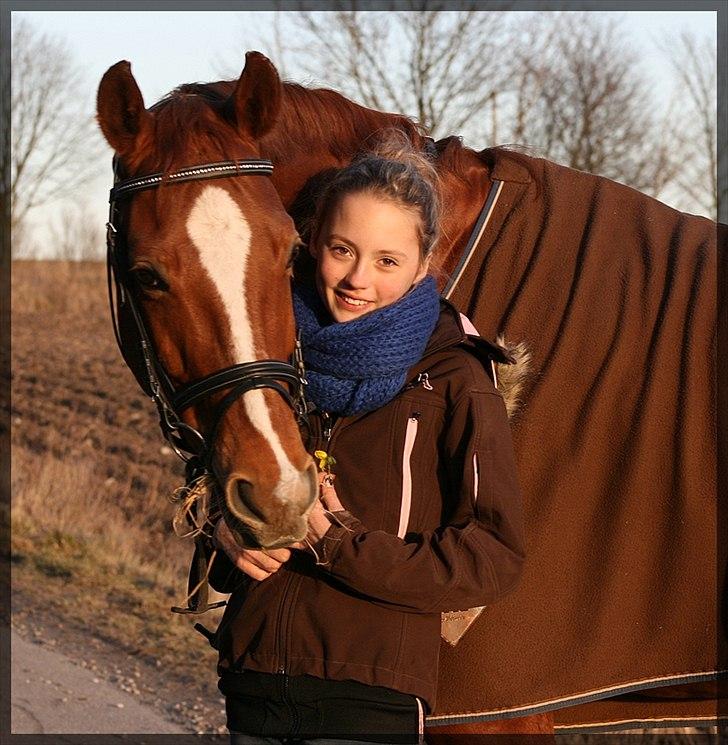 Dansk Varmblod Gullhøjs Limano billede 11