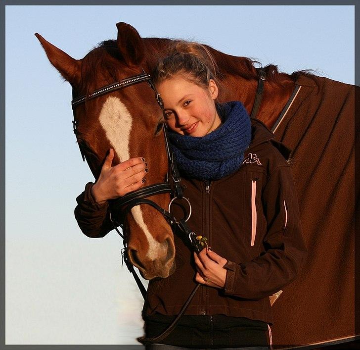 Dansk Varmblod Gullhøjs Limano billede 12