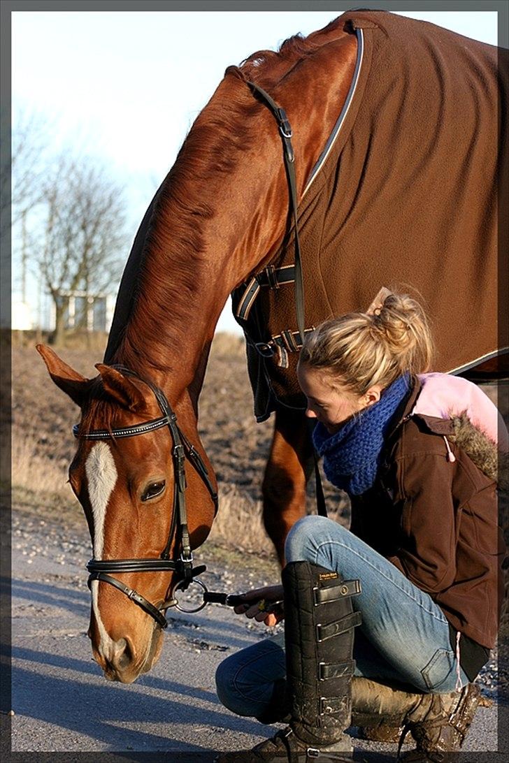 Dansk Varmblod Gullhøjs Limano billede 4