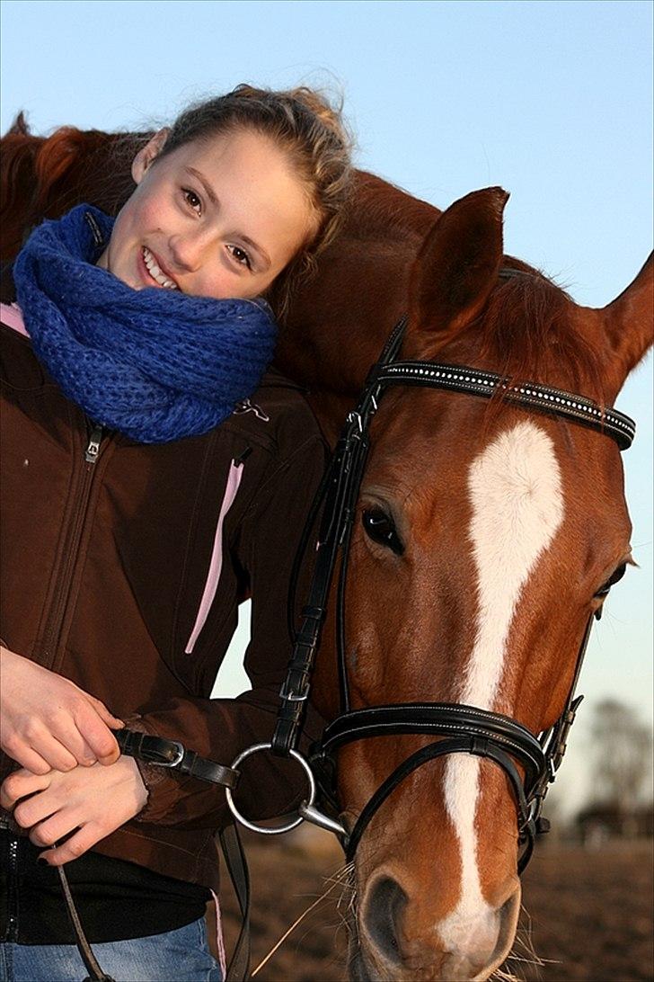 Dansk Varmblod Gullhøjs Limano billede 3