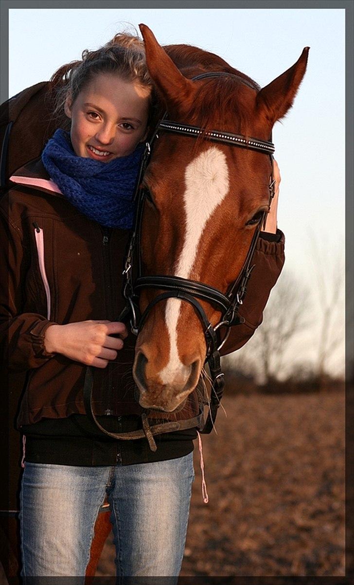 Dansk Varmblod Gullhøjs Limano billede 14