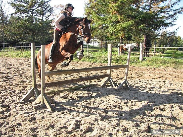 Anden særlig race Clarikken - 70 cm. uden sadel! billede 11