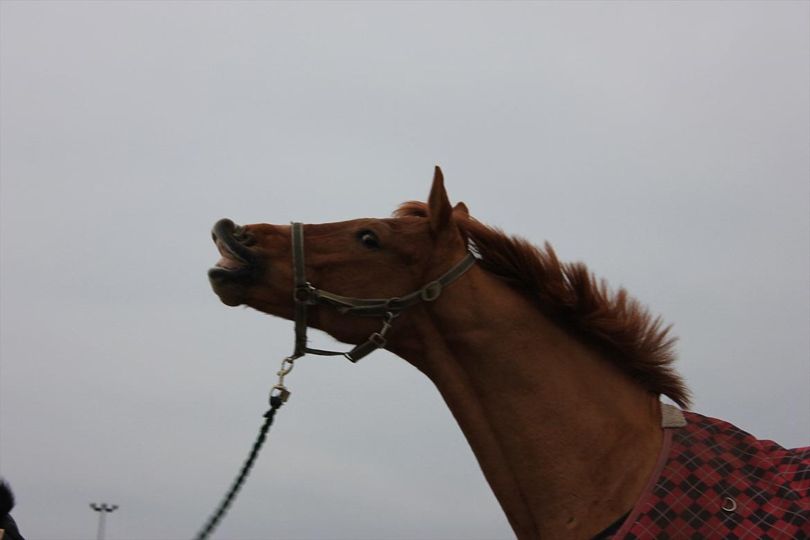 New Forest Bronco Van De Woesterberg - Smil til verden og verden smiler til dig <33!:* billede 3