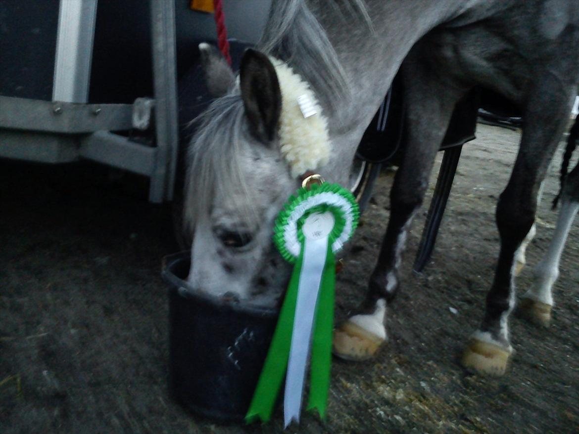 Appaloosa MR. APPELBEY **B-pony** (Søsters pony) billede 5