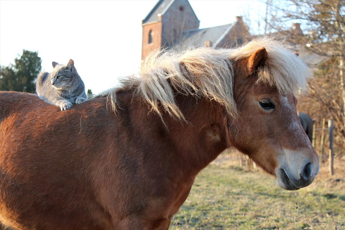 Shetlænder Præstegårdens Trille - Trille og Muddi <3 billede 1
