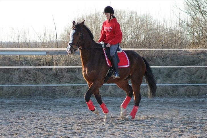 Dansk Varmblod Herkules billede 1