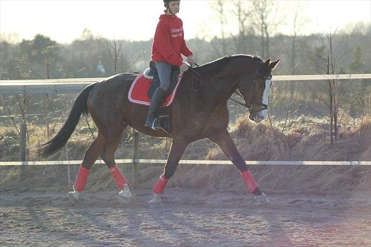 Dansk Varmblod Herkules billede 7