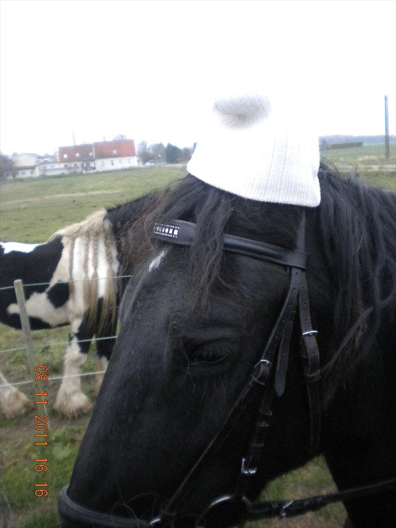 Frieser Sharmay/Flora billede 13