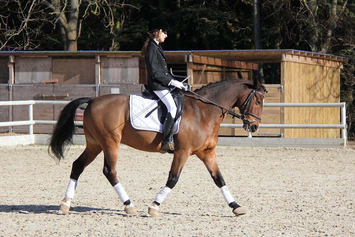 Anden særlig race Apollon - 6 - Februar 2012 billede 6