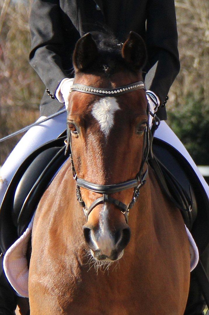 Anden særlig race Apollon - 11 - Februar 2012 billede 11