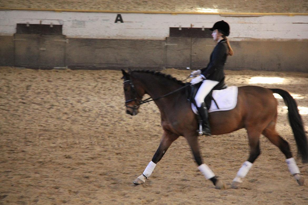 Anden særlig race Apollon - 7 - Februar 2012 billede 7