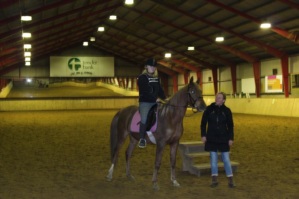 Arabisk fuldblod (OX) Zakiyah El Azraff - Anden gang hun har rytter på!
Skridtede selv på hende! billede 11