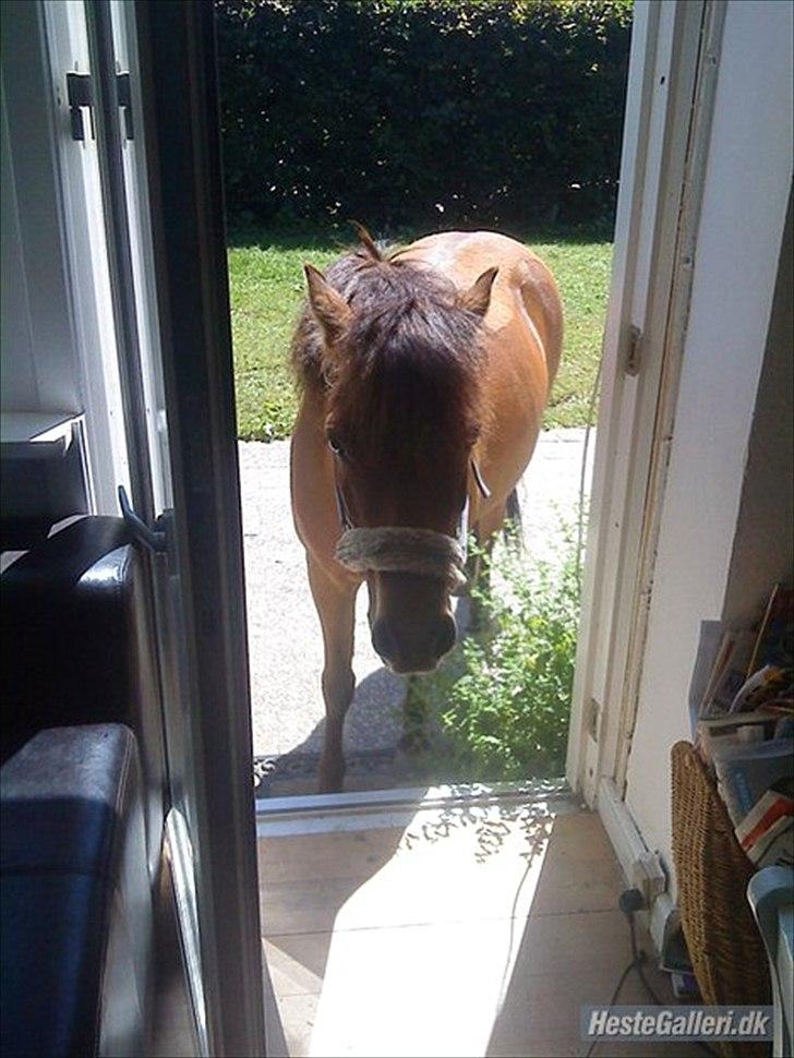 Gotlandsruss Julie (Dulle) - Hehe, Julie der er ved at gå ind i huset;D billede 18