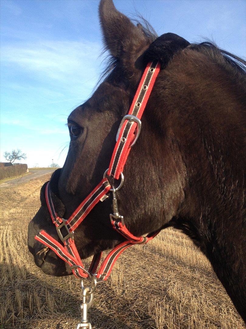 Dansk Varmblod Nofret billede 7