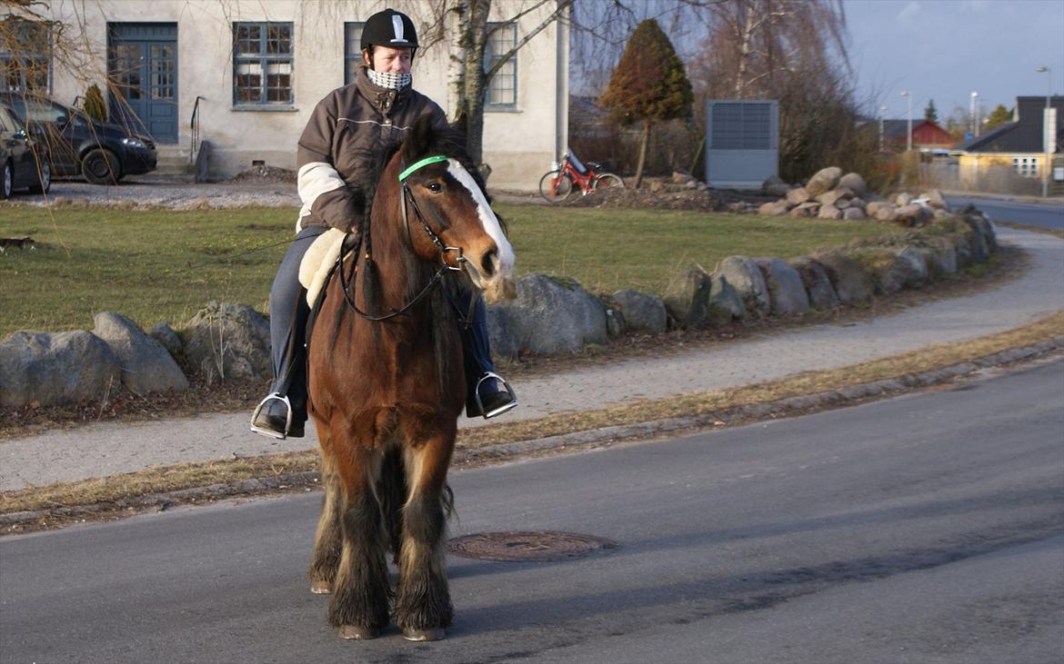 Irish Cob Duke billede 20