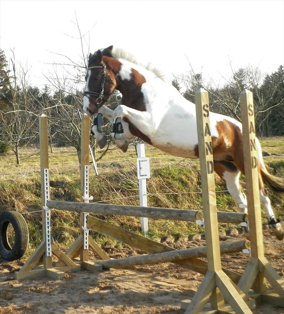 Anden særlig race Bakkelys Hannibal (Solgt) - Mit et og alt .. <3  billede 15