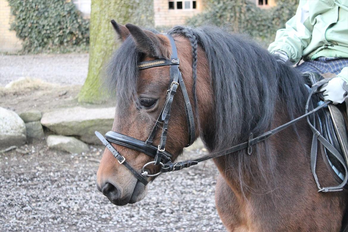 Dartmoor Disgo ronda billede 19