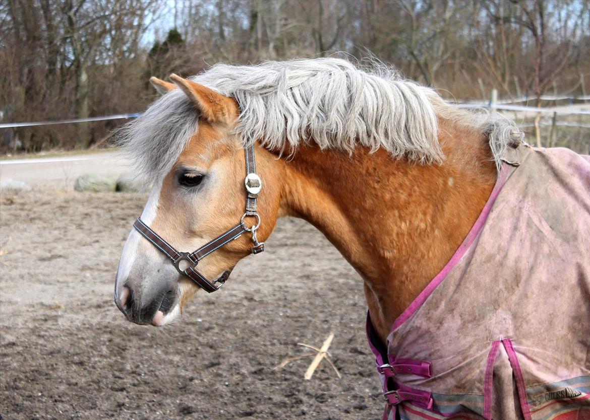 Anden særlig race Amadeaux billede 13