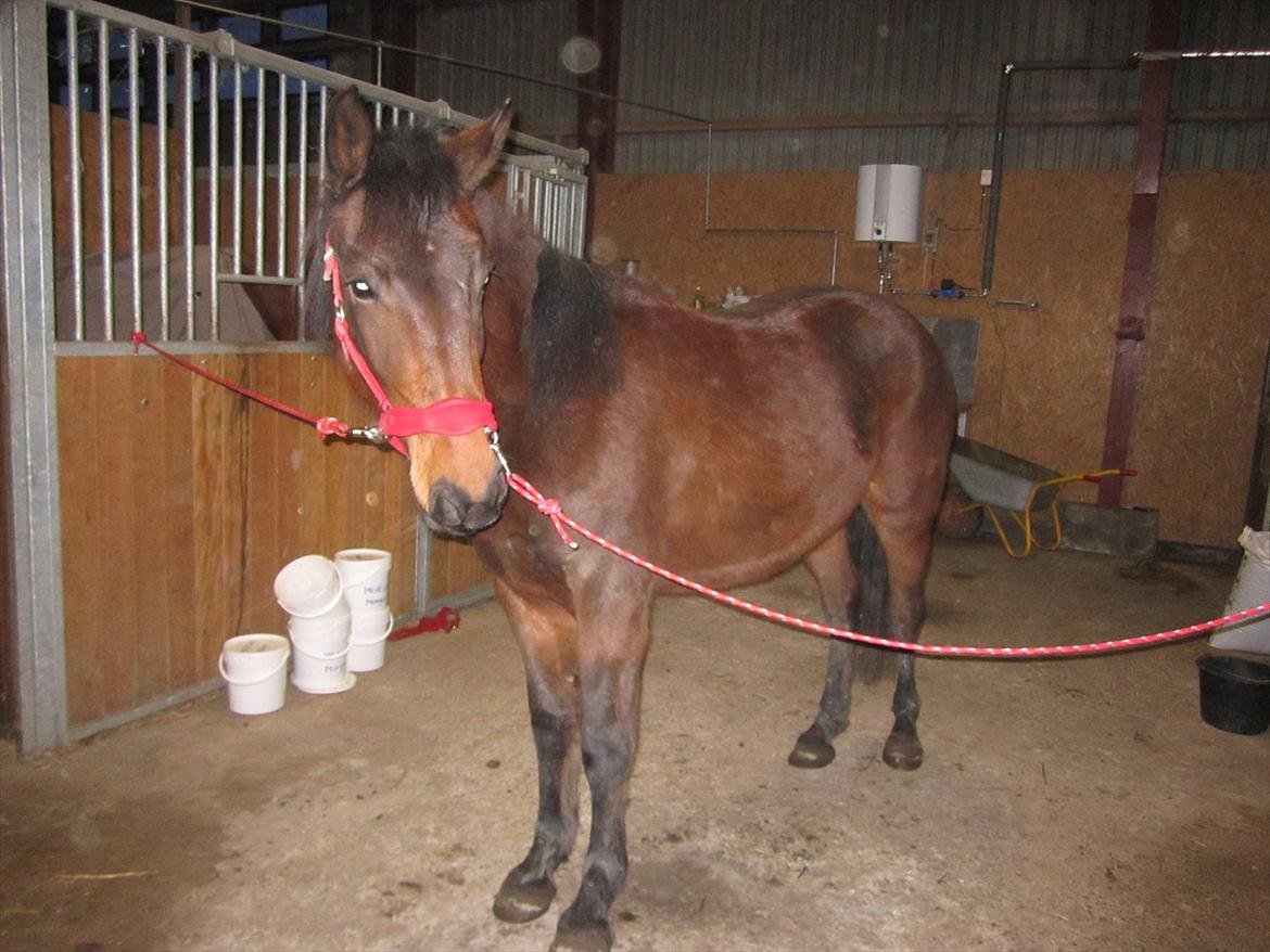 Anden særlig race Nowy rok billede 3