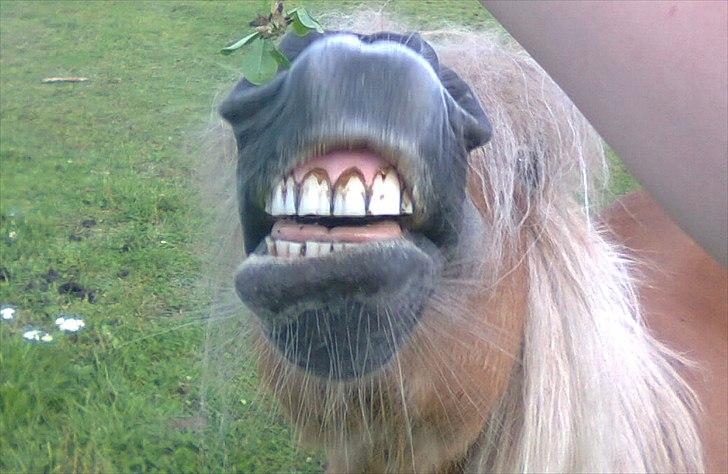 Anden særlig race Ziggi billede 2