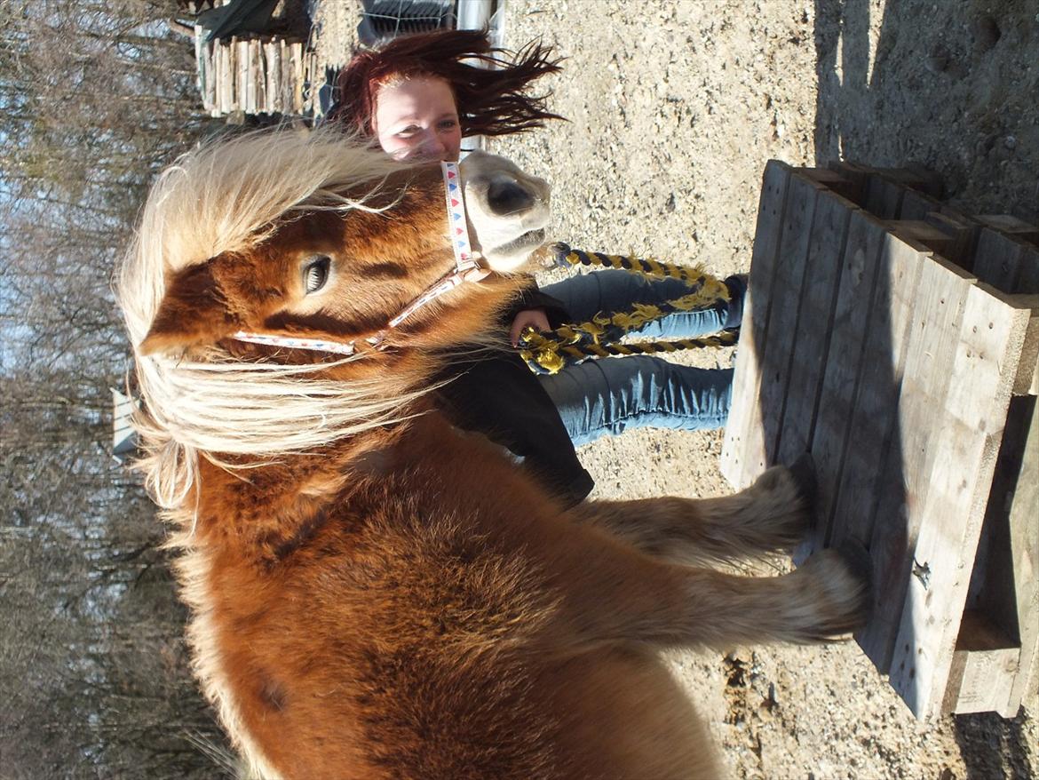 Anden særlig race Ziggi billede 3