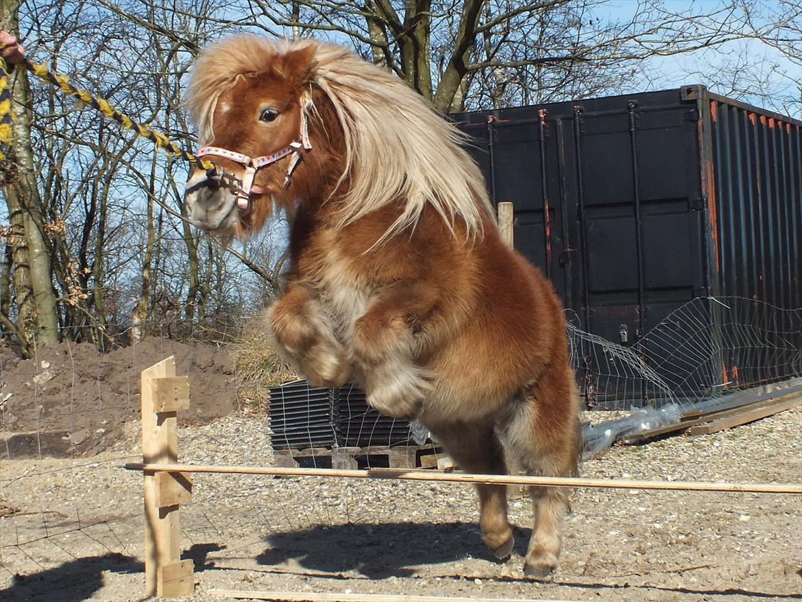 Anden særlig race Ziggi billede 1