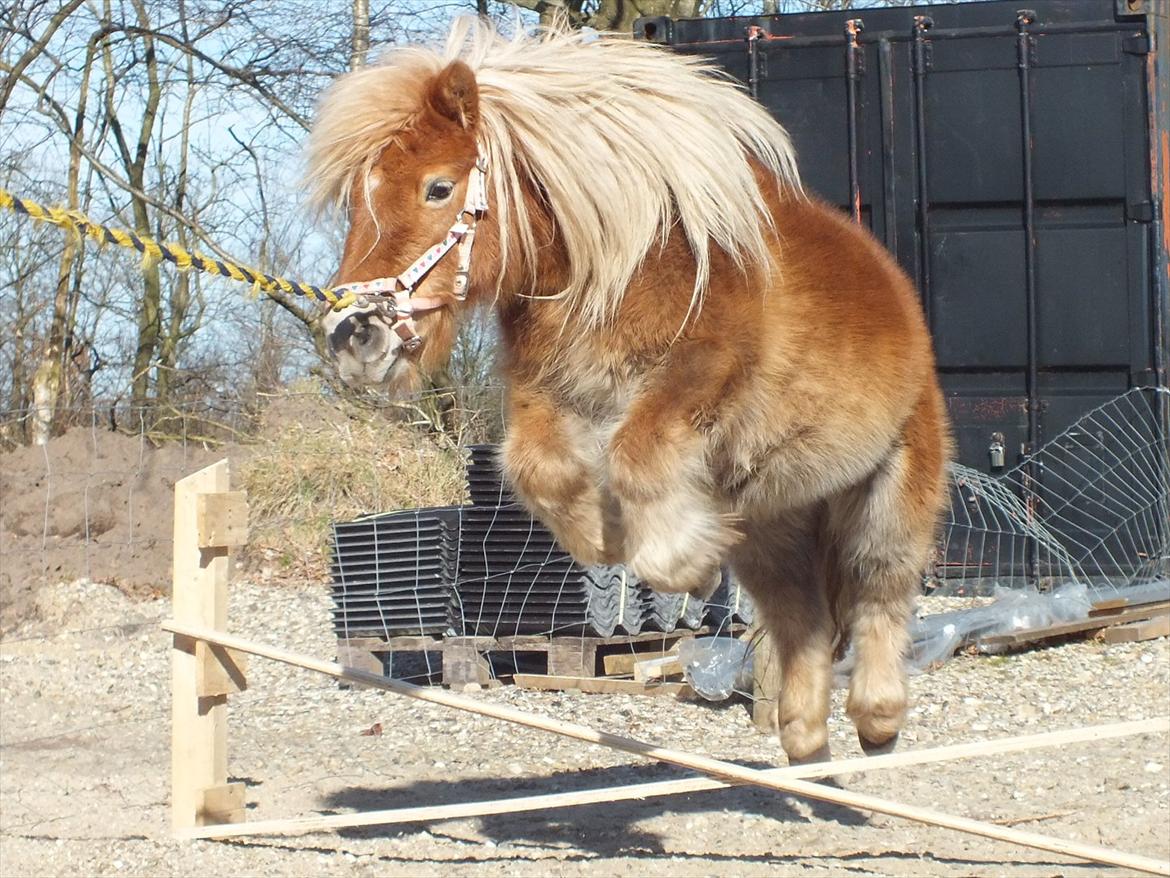 Anden særlig race Ziggi billede 4