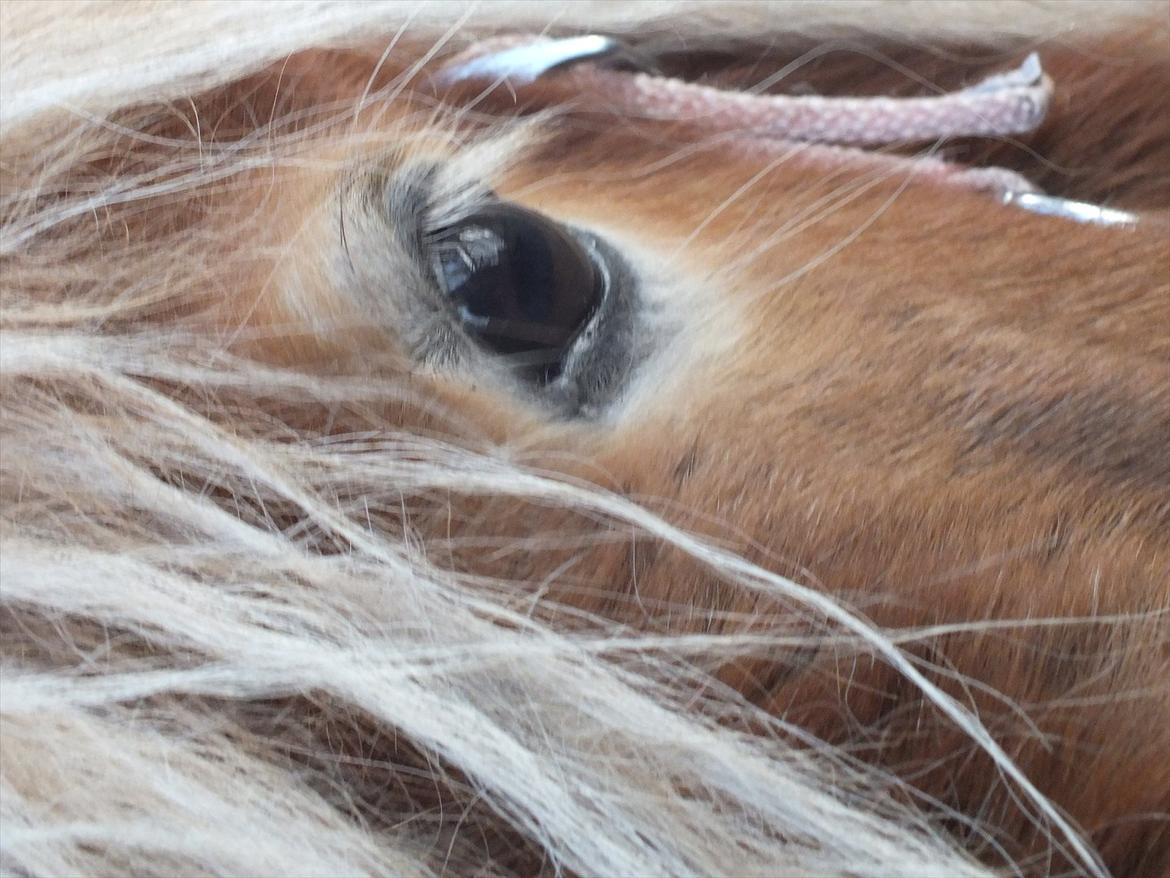 Anden særlig race Ziggi billede 5