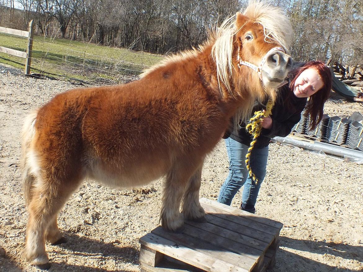 Anden særlig race Ziggi billede 6