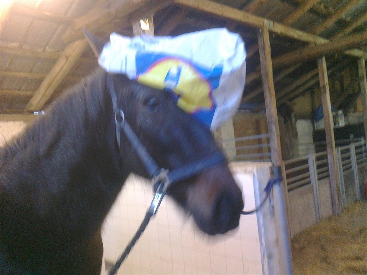 Traver Harley r.i.p min skat billede 16