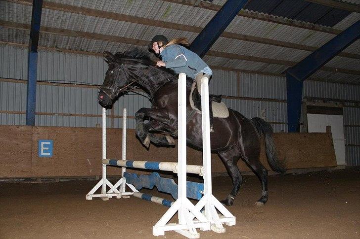 Pinto Thor<3 billede 6