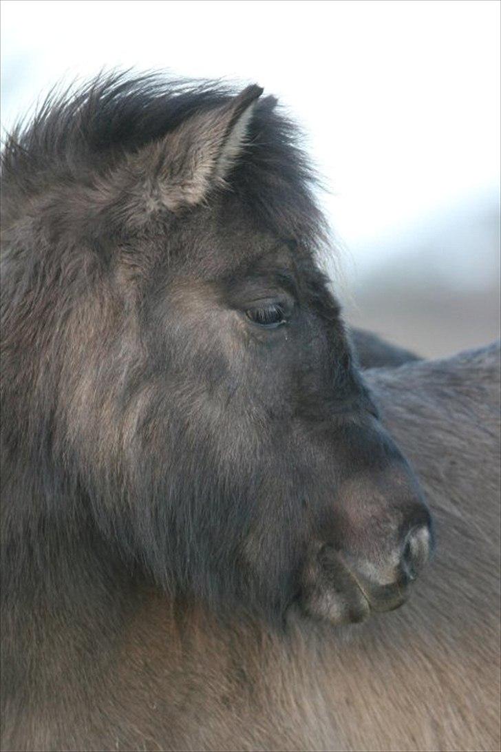Islænder Abba fra Norsminde billede 1