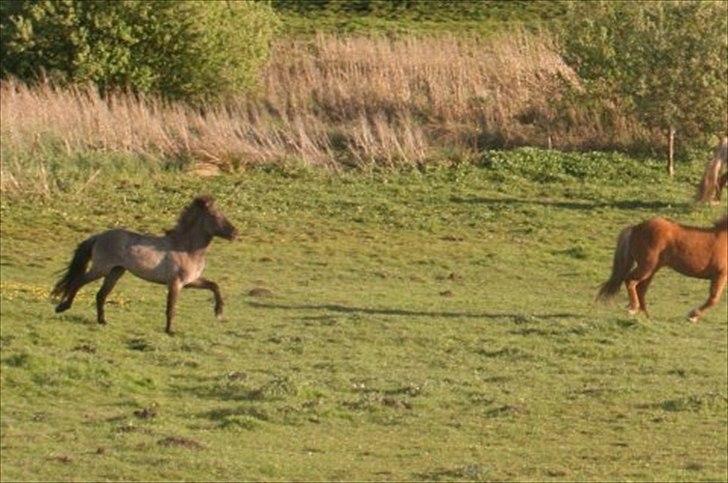 Islænder Abba fra Norsminde - Abba står aldrig tilbage for en god galop på folden. Hun er absolut den hurtigeste;-) billede 2