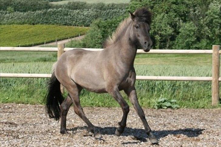 Islænder Abba fra Norsminde billede 3