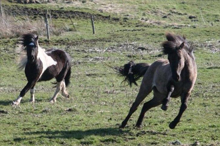Islænder Abba fra Norsminde billede 4