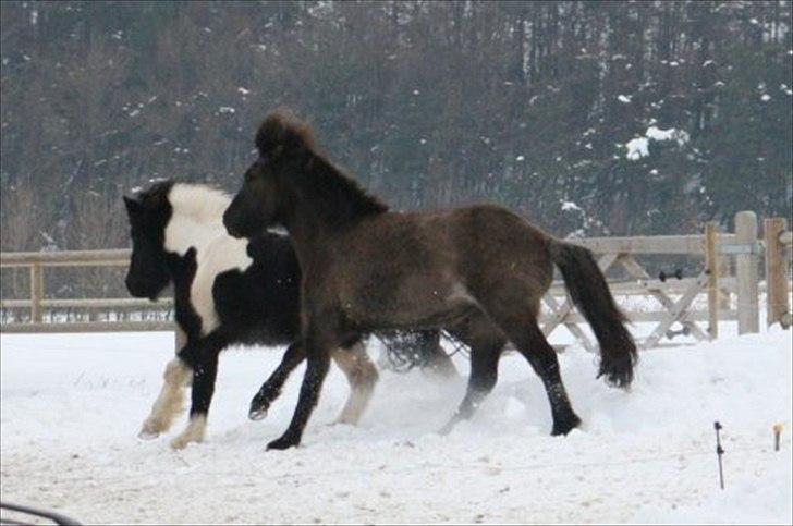 Islænder Abba fra Norsminde billede 5