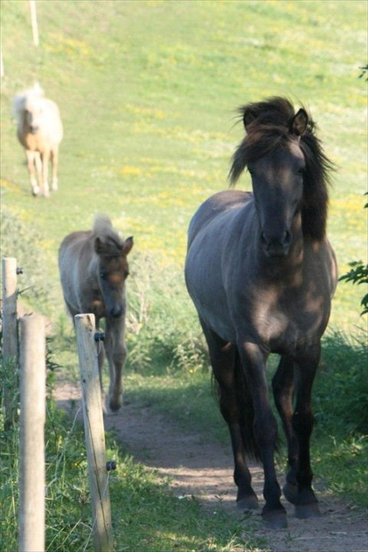 Islænder Abba fra Norsminde billede 6