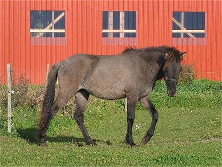 Islænder Abba fra Norsminde - Abbas første dag hos os billede 7