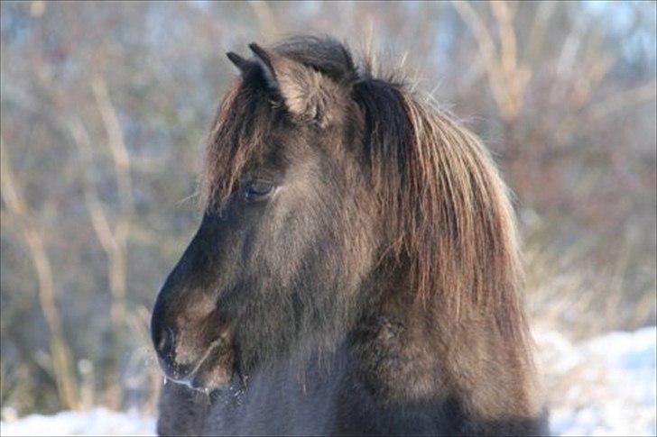 Islænder Abba fra Norsminde billede 8