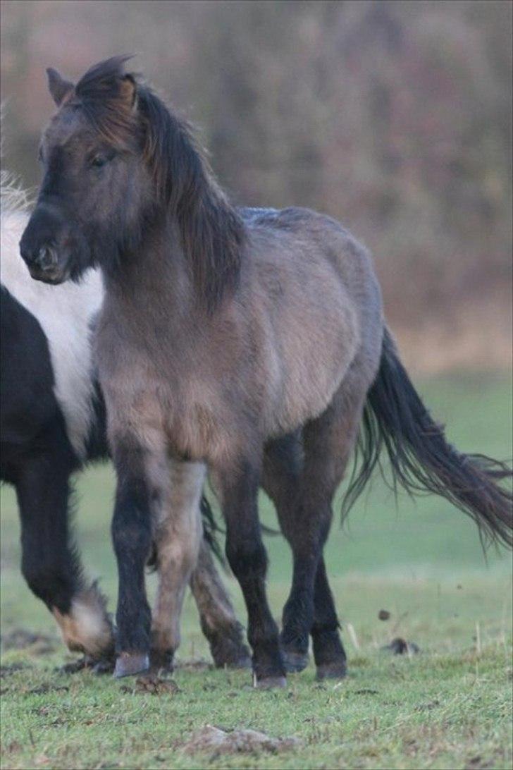 Islænder Abba fra Norsminde billede 9