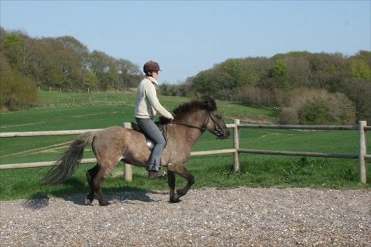 Islænder Abba fra Norsminde - Vi har ikke så mange ridebilleder endnu billede 10