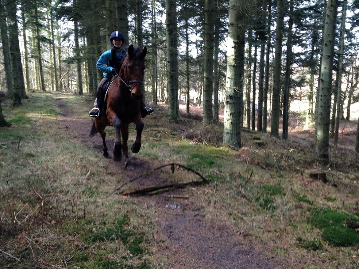 Traver Fame spirit - flot spring amalie fik bikset sammen ude i skoven
foto: Amalie billede 11