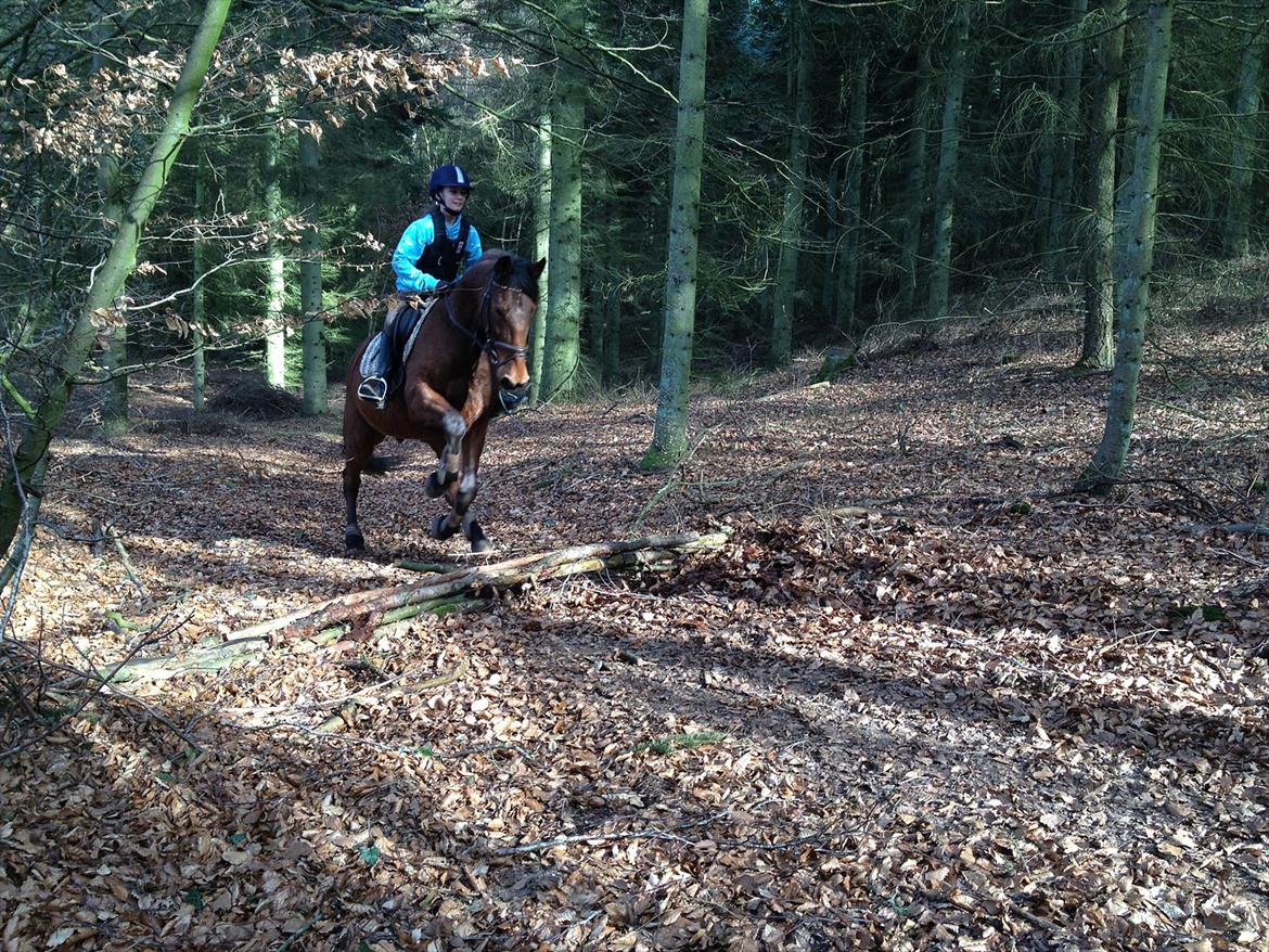 Traver Fame spirit - du en stjerne, og du er MIN stjerne <3<3.
Foto: Amalie :)). billede 12