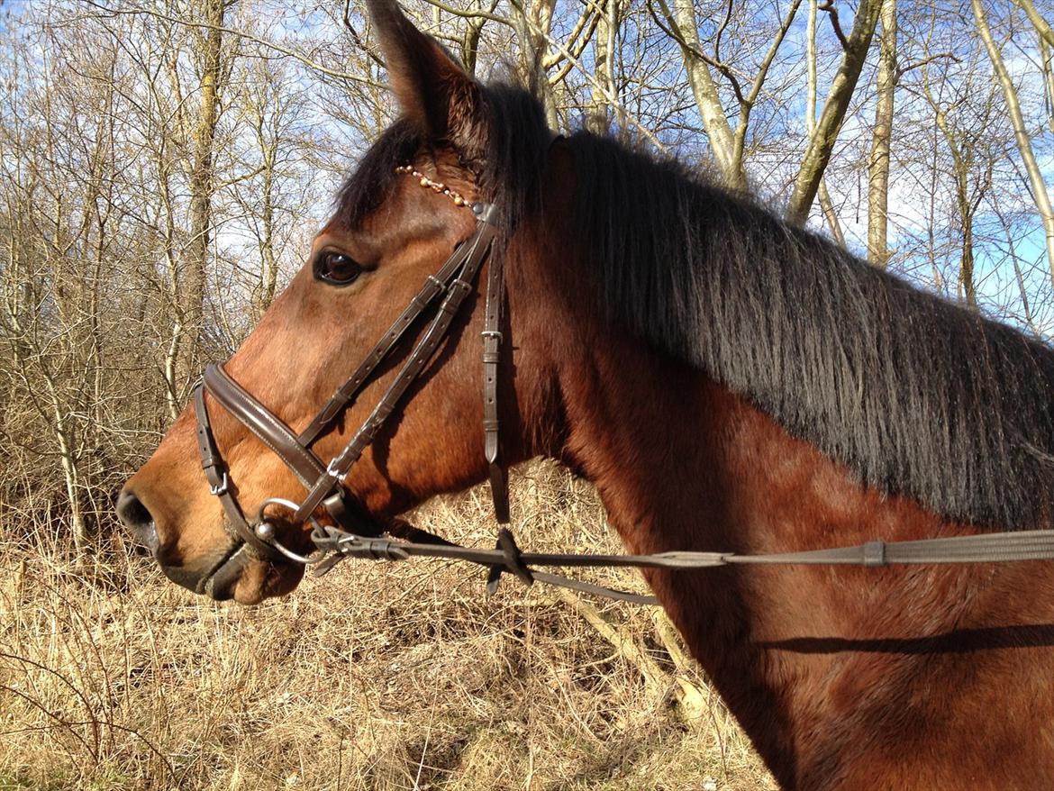 Traver Fame spirit - nueeh min lille skat dine øjne skinner af glæde 
Foto: Amalie  billede 13