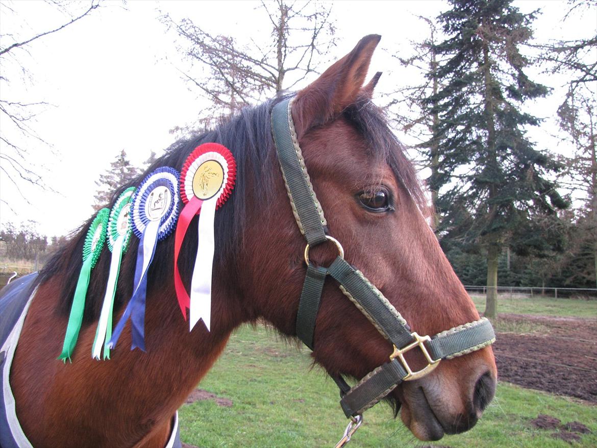 Anden særlig race Clarikken - Elsker dig, dejlige pony!<3 billede 12